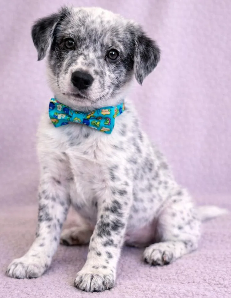 Polar Bear thumbnail 3