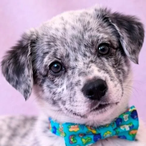 Polar Bear thumbnail 4