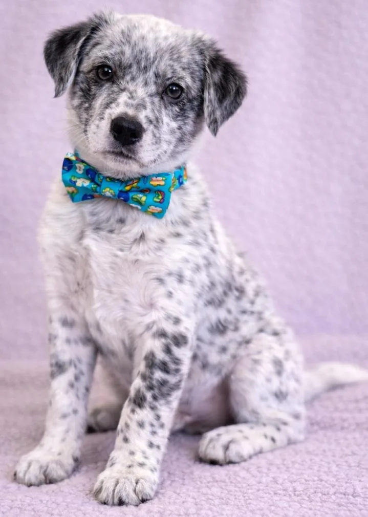 Polar Bear thumbnail 5