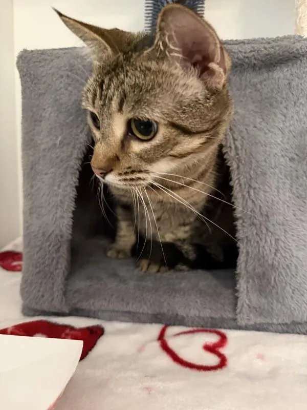 Cora