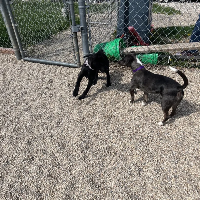 An adult small-sized male Gray / Blue / Silver Terrier dog named Trey for adoption in South Elgin, IL