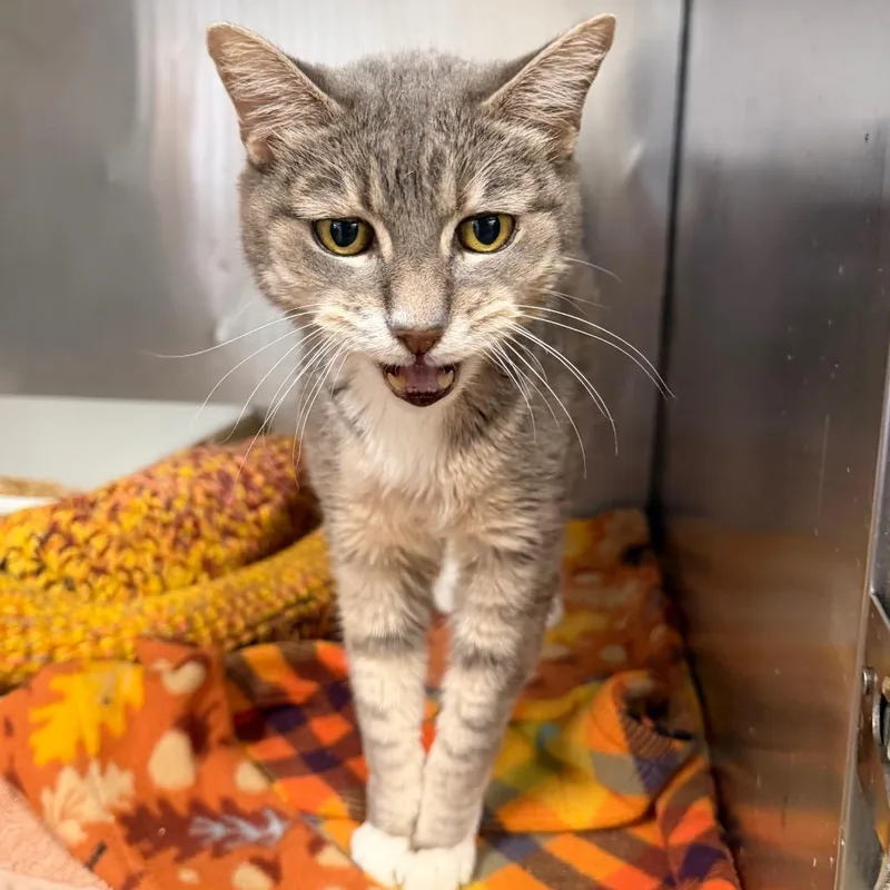 A senior medium-sized male Gray / Blue / Silver Domestic Short Hair cat named Henry Cruz for adoption in Morgan Hill, CA