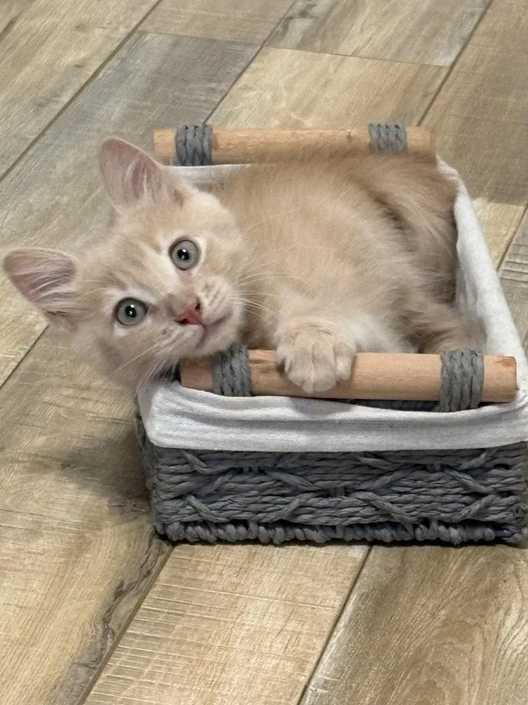 A baby small-sized male Domestic Short Hair cat named Ron Weaselpaws the Ginger for adoption in Galt, CA