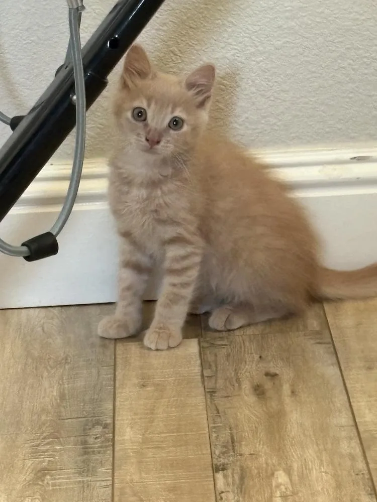 Ron Weaselpaws the Ginger thumbnail 2