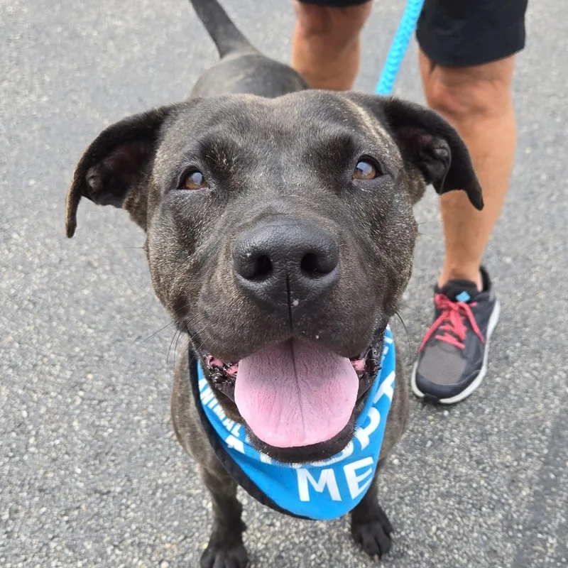 An adult medium-sized female Brindle Mixed Breed dog named Noel A for adoption in Hamilton, OH