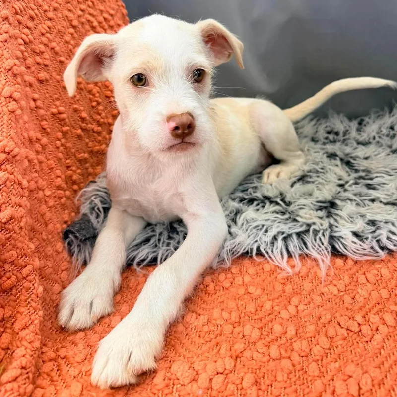 A baby small-sized male White / Cream Jack Russell Terrier dog named Ronnie for adoption in Foley, AL