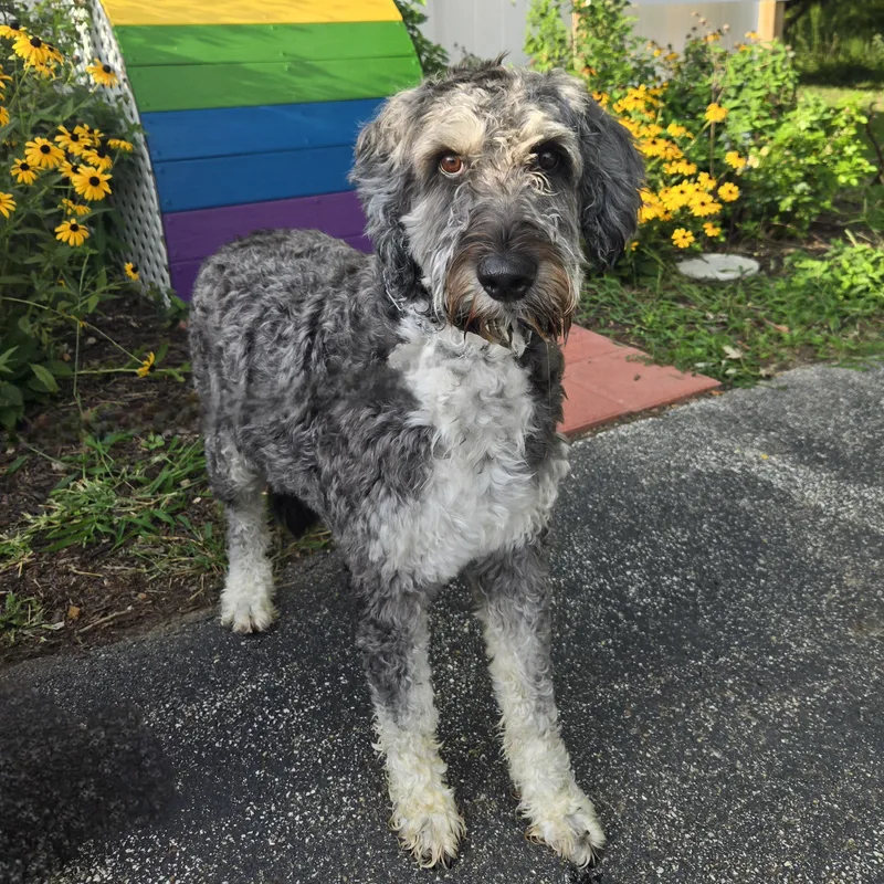 An adult medium-sized female Gray / Blue / Silver Goldendoodle dog named Ethel for adoption in Normal, IL