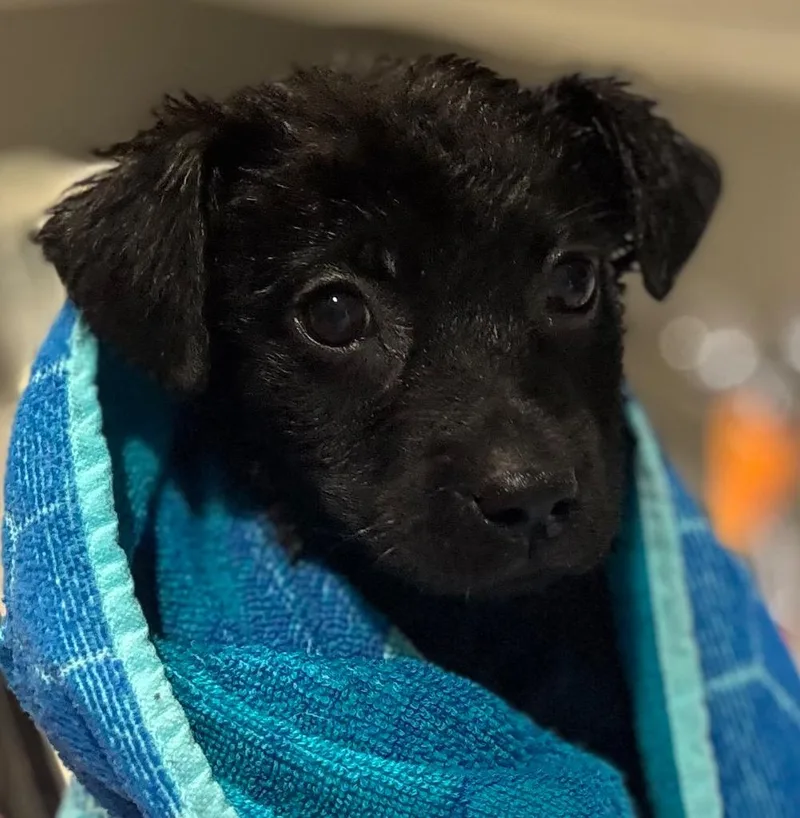 A baby small-sized female Mixed Breed dog named AnnyeBea for adoption in Dalton, GA