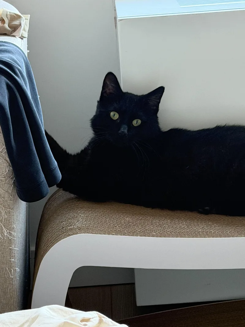 Taro Boba thumbnail 2