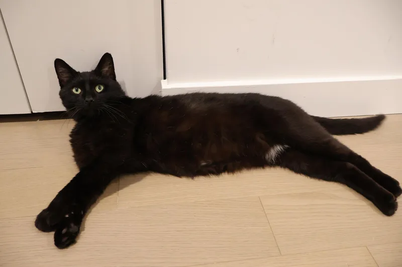 Taro Boba thumbnail 3