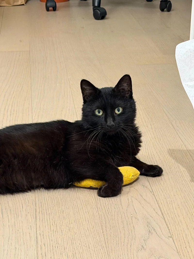 Taro Boba thumbnail 4