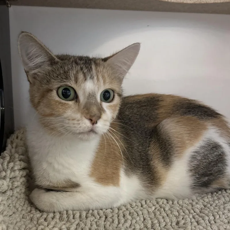 A young medium-sized female Calico Domestic Short Hair cat named Phoebe for adoption in Park City, UT
