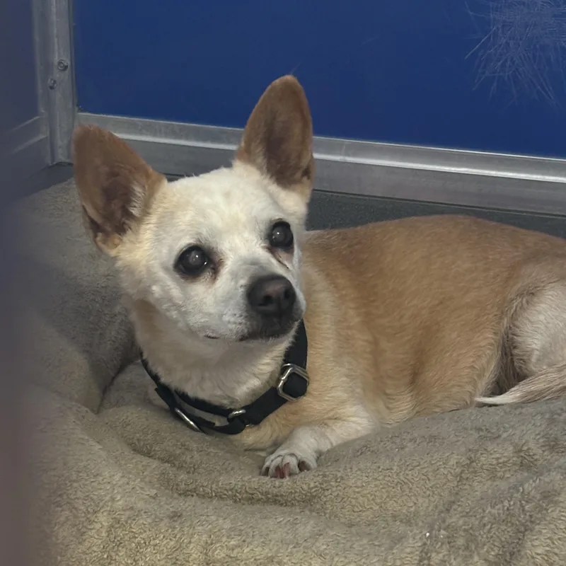 A senior small-sized female Chihuahua dog named Maryjane for adoption in Phoenix, AZ