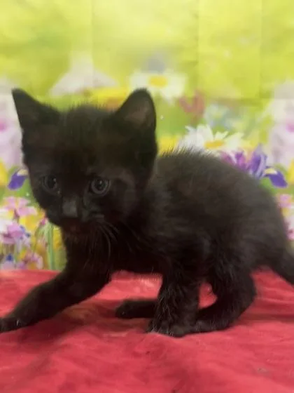 A baby small-sized male Domestic Short Hair cat named Etchasketch for adoption in San Antonio, TX