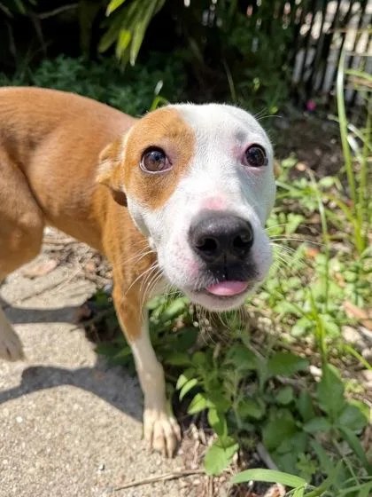 A baby medium-sized female Mixed Breed dog named Paris for adoption in New Orleans, LA