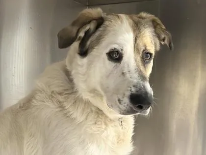 An adult large-sized male White / Cream Mixed Breed dog named Monterey for adoption in Georgetown, TX