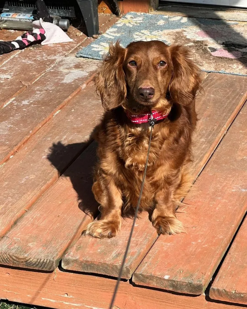 A senior small-sized male Dachshund dog named Hercules for adoption in Richmond, KY