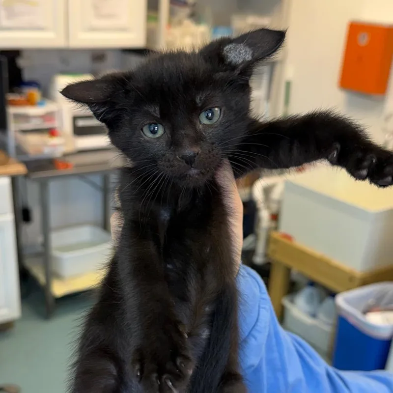 A baby small-sized male Black Domestic Short Hair cat named Ginger Snap for adoption in Austin, TX