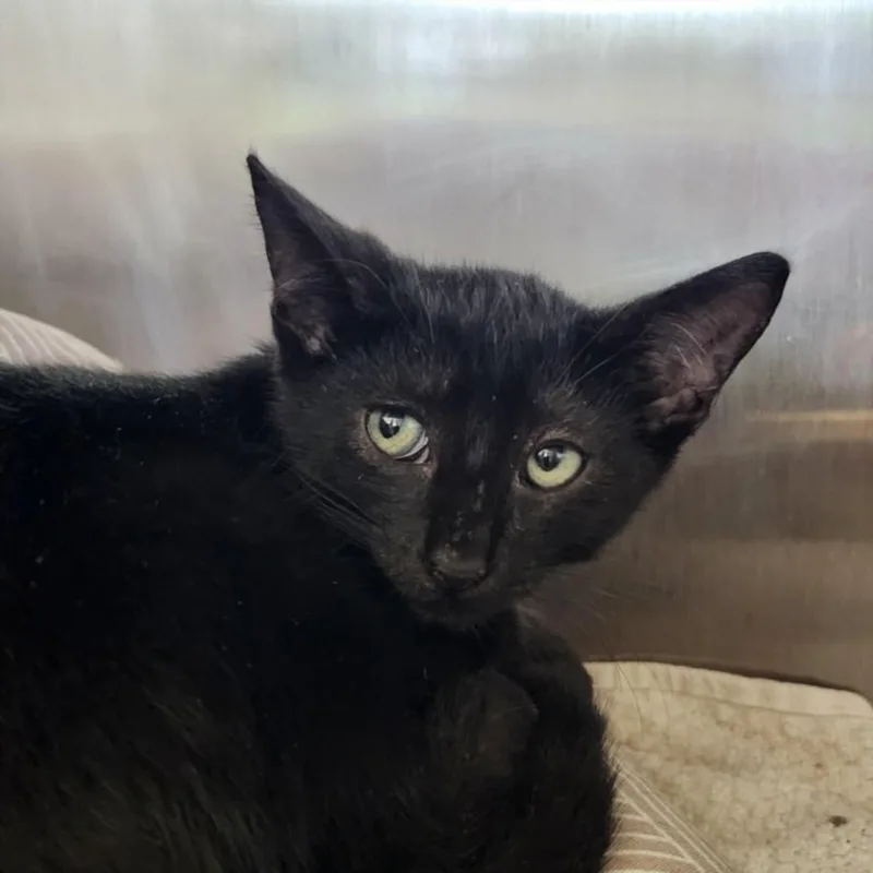 A baby small-sized male Domestic Long Hair cat named Taylor for adoption in Houston, TX