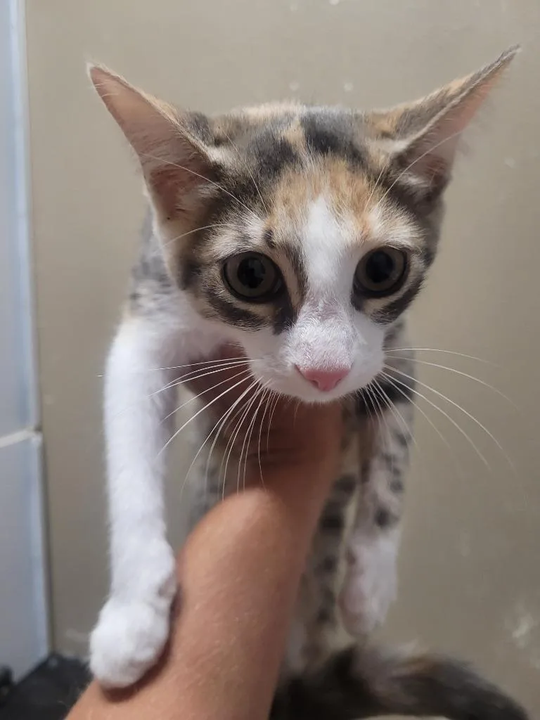 A baby medium-sized female Domestic Short Hair cat named Paige for adoption in Huntsville, TX