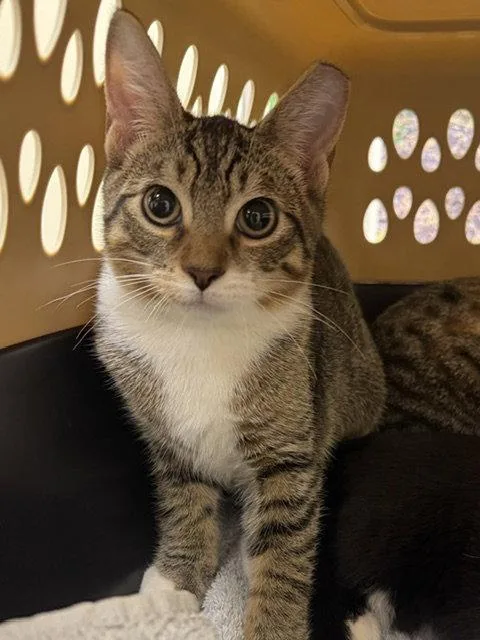 A baby medium-sized male Domestic Short Hair cat named Leo for adoption in Lancaster, PA