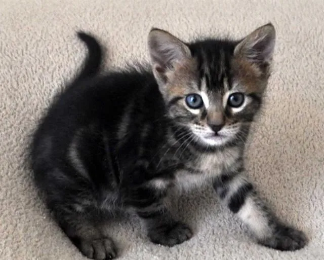 A baby small-sized female Domestic Short Hair cat named Bonnie for adoption in Naples, FL