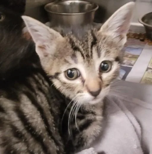 A baby small-sized female Domestic Short Hair cat named Inky for adoption in Los Angeles, CA