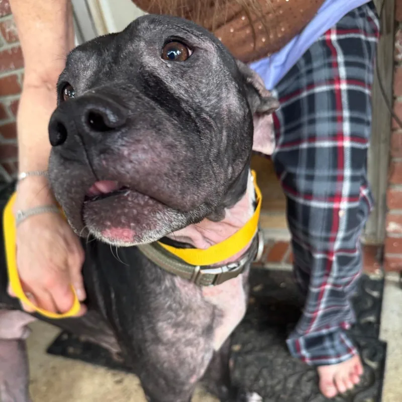 An adult medium-sized male Black Mixed Breed dog named Ozzy Pawsborne for adoption in Columbus, GA