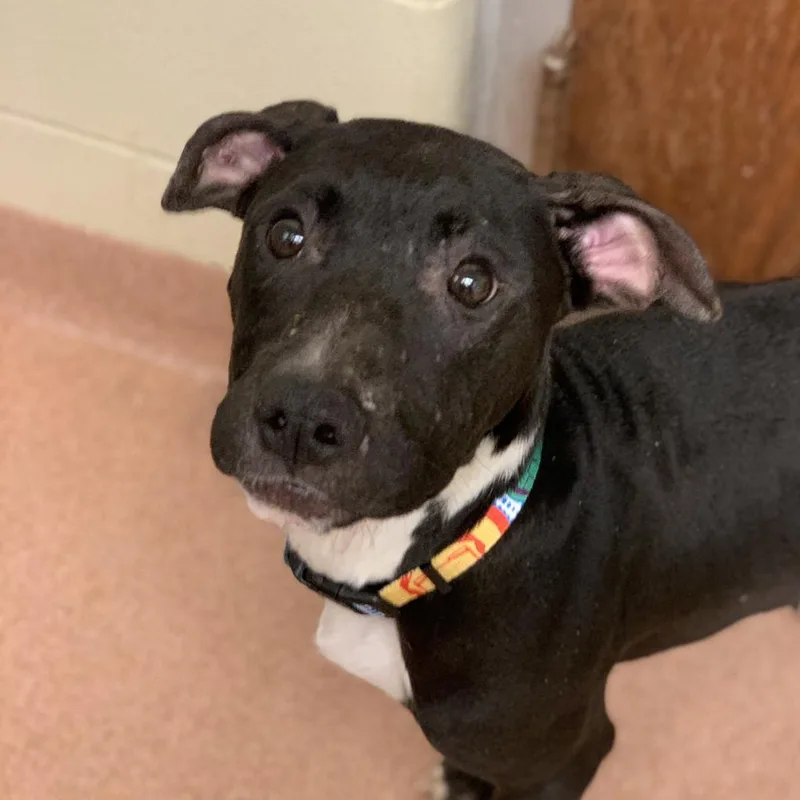 Ozzy Pawsborne thumbnail 4