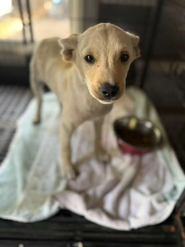 A baby medium-sized male Apricot / Beige Mixed Breed dog named Bolt for adoption in Tampa, FL