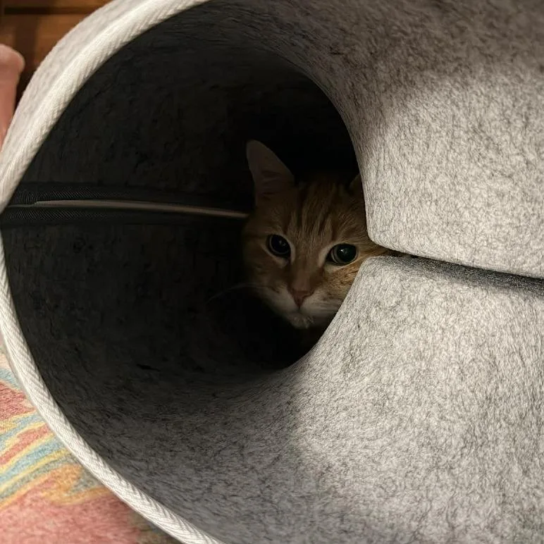A senior small-sized male Orange / Red Domestic Short Hair cat named Ollie Arc for adoption in Akron, NY
