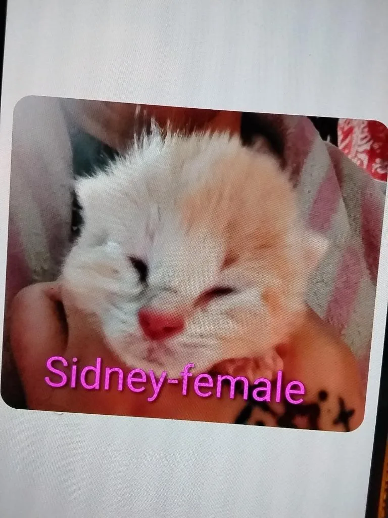 Sidney thumbnail 2