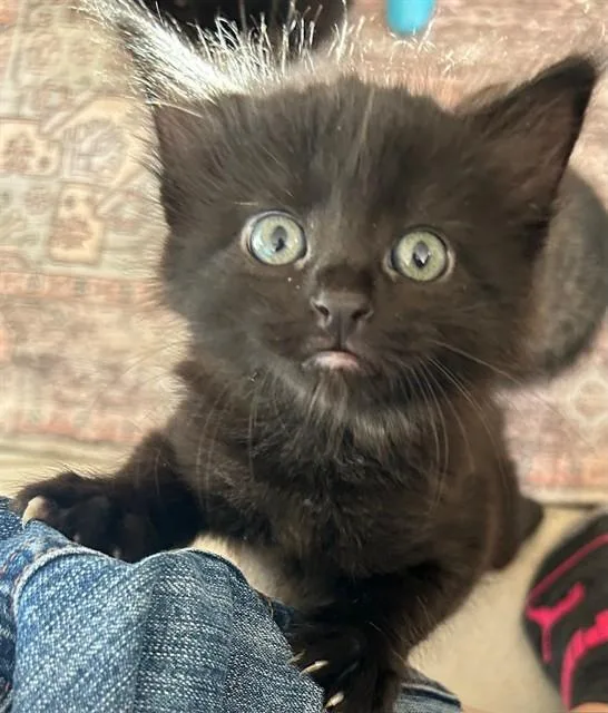 A baby small-sized male Domestic Short Hair cat named Michael for adoption in San Jose, CA