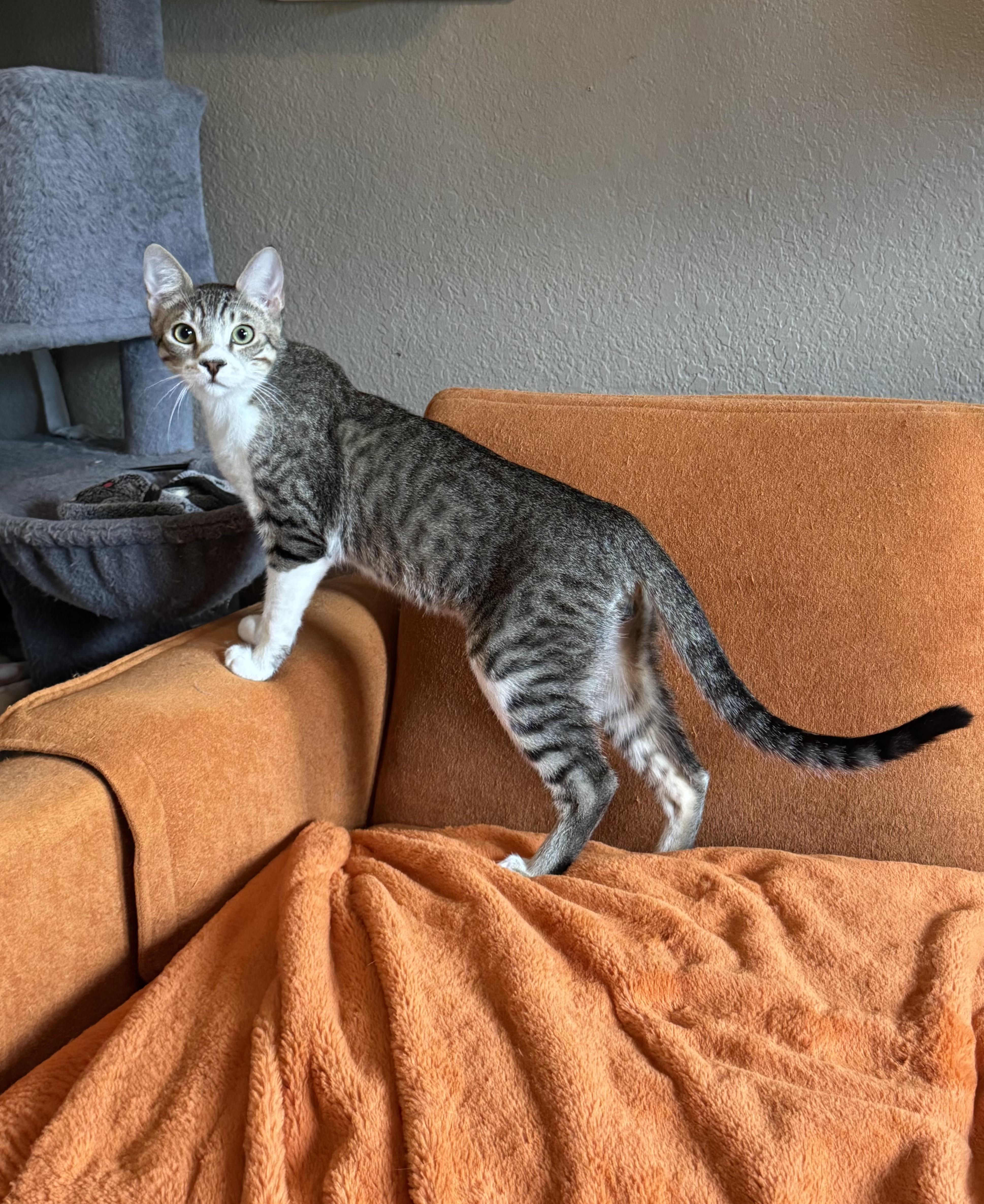 Snoop