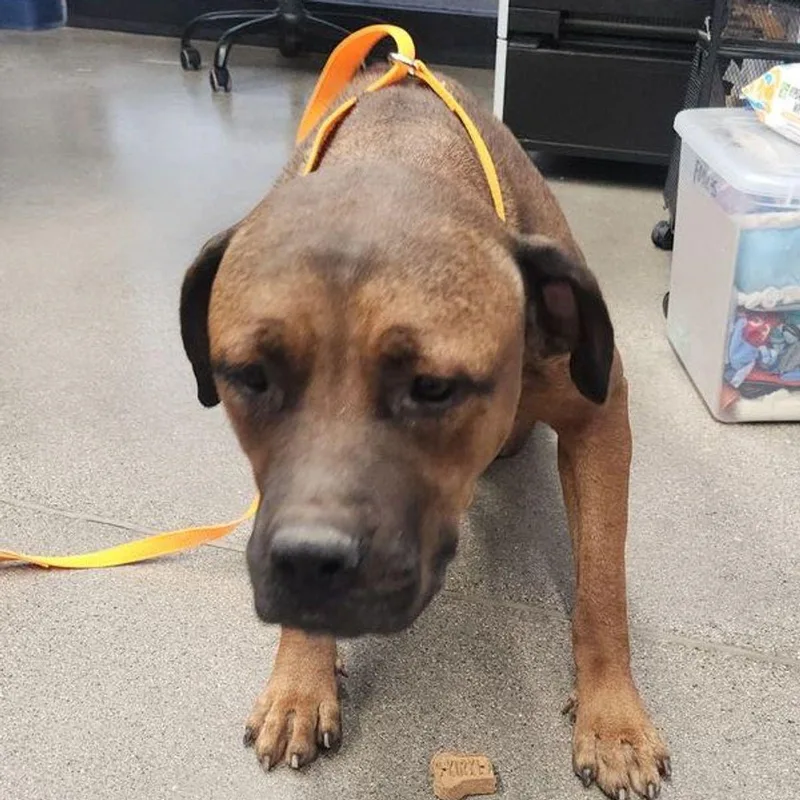 An adult large-sized female Mastiff dog named Flower for adoption in Kingman, AZ