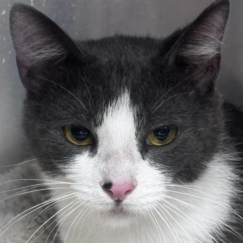 An adult medium-sized female Gray & White Domestic Short Hair cat named Stephie for adoption in Pottsville, PA