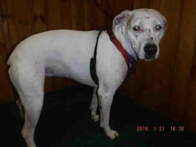 A senior medium-sized female Boxer dog named Sky for adoption in Ocala, FL