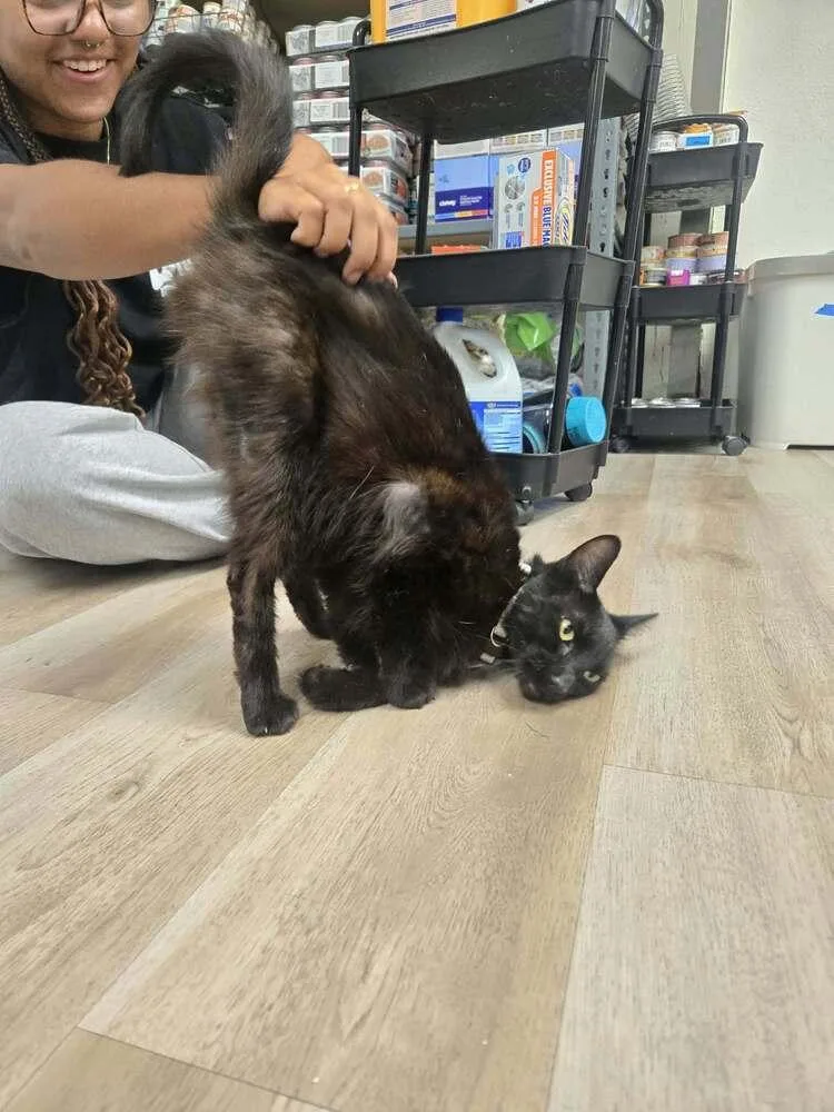 An adult medium-sized male Black Domestic Short Hair cat named Limbo for adoption in Tucson, AZ