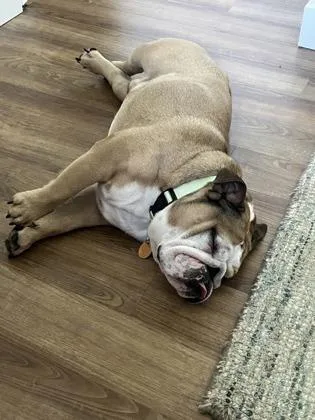 An adult medium-sized male White / Cream English Bulldog dog named El Chapo Churro for adoption in Bonney Lake, WA