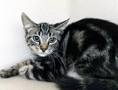 A young medium-sized male Tabby cat named Sully Wully for adoption in San Clemente, CA