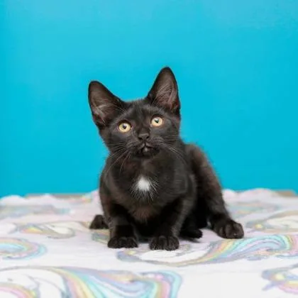 A baby small-sized female Domestic Medium Hair cat named Rosie for adoption in Parma, OH