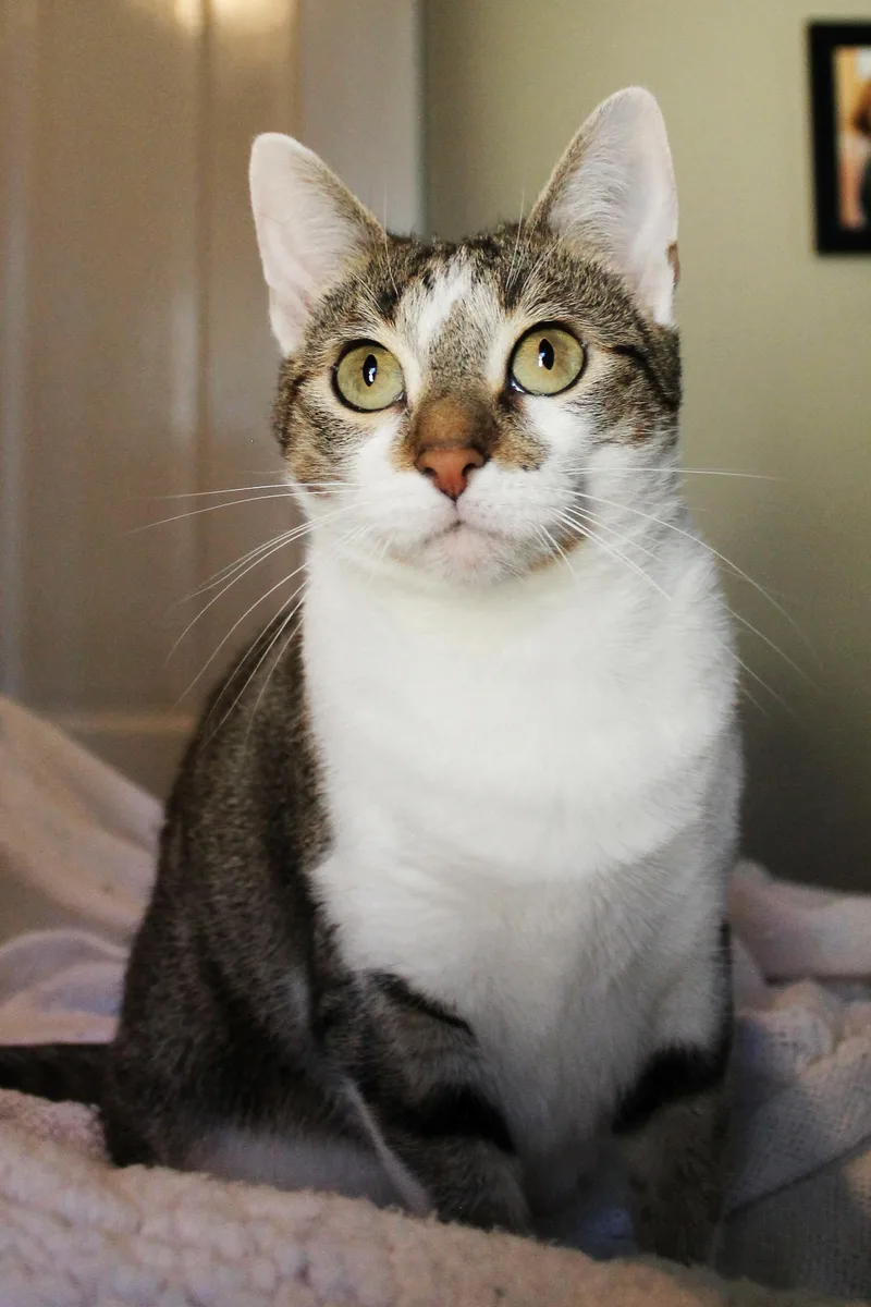 A young medium-sized female Tabby (Brown / Chocolate) Domestic Short Hair cat named Cherry Blossom for adoption in Guthrie, OK