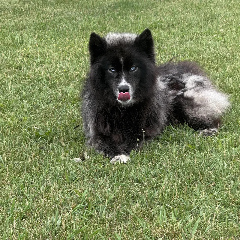 A young medium-sized female Black Siberian Husky dog named Sinister for adoption in Grand Rapids, MI