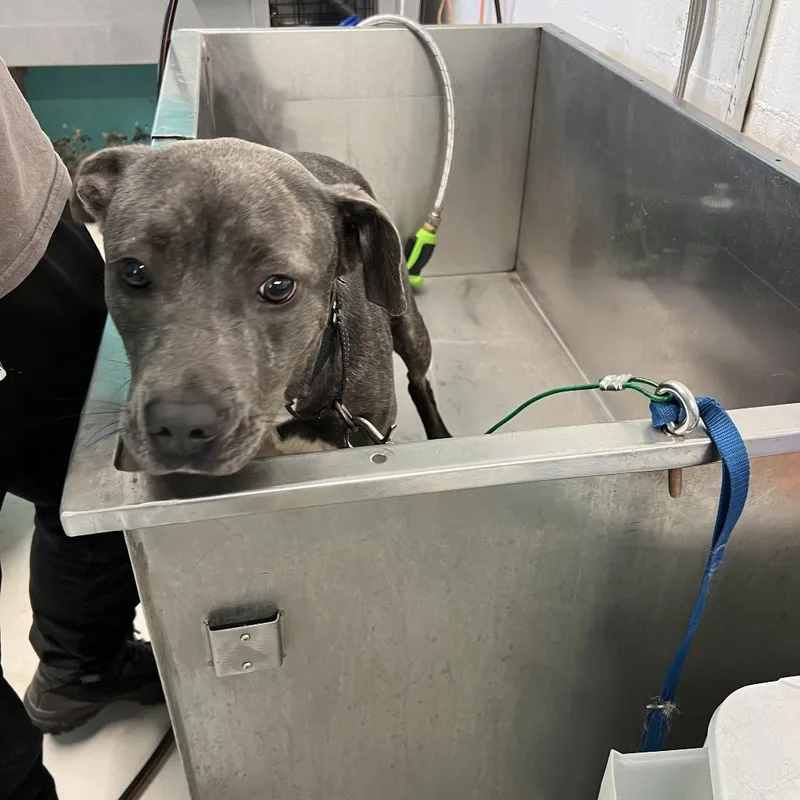 A young medium-sized female Gray / Blue / Silver English Bulldog dog named Dixie for adoption in Peachtree City, GA