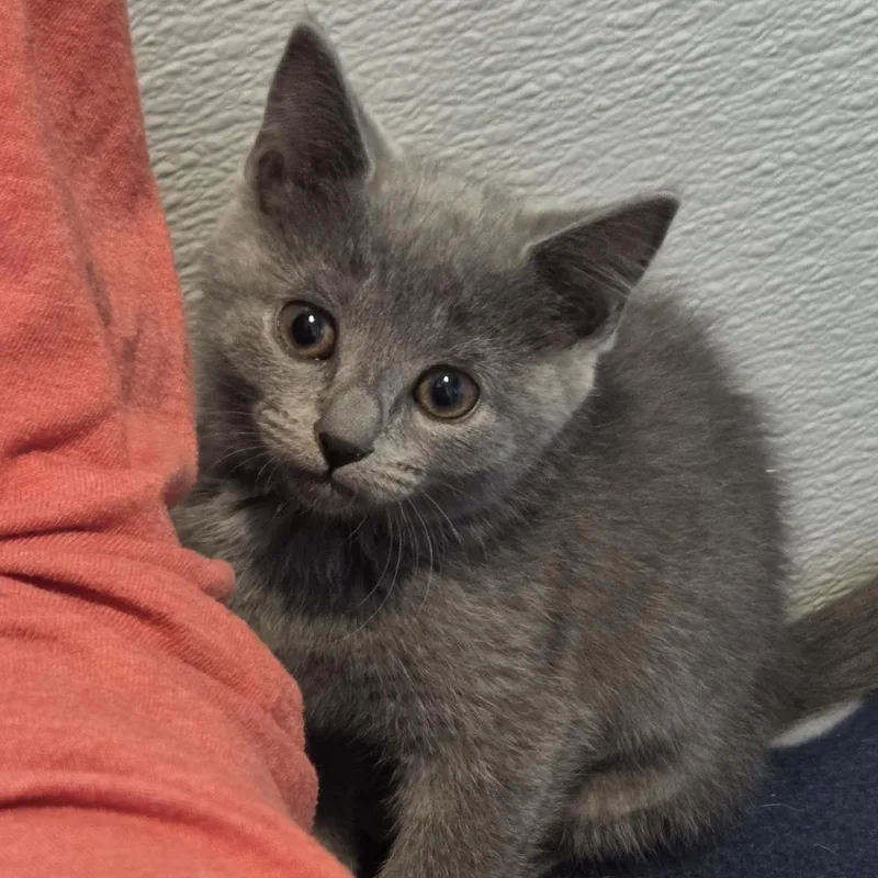 A baby small-sized female Gray / Blue / Silver Domestic Short Hair cat named Anchor for adoption in Voorhees, NJ