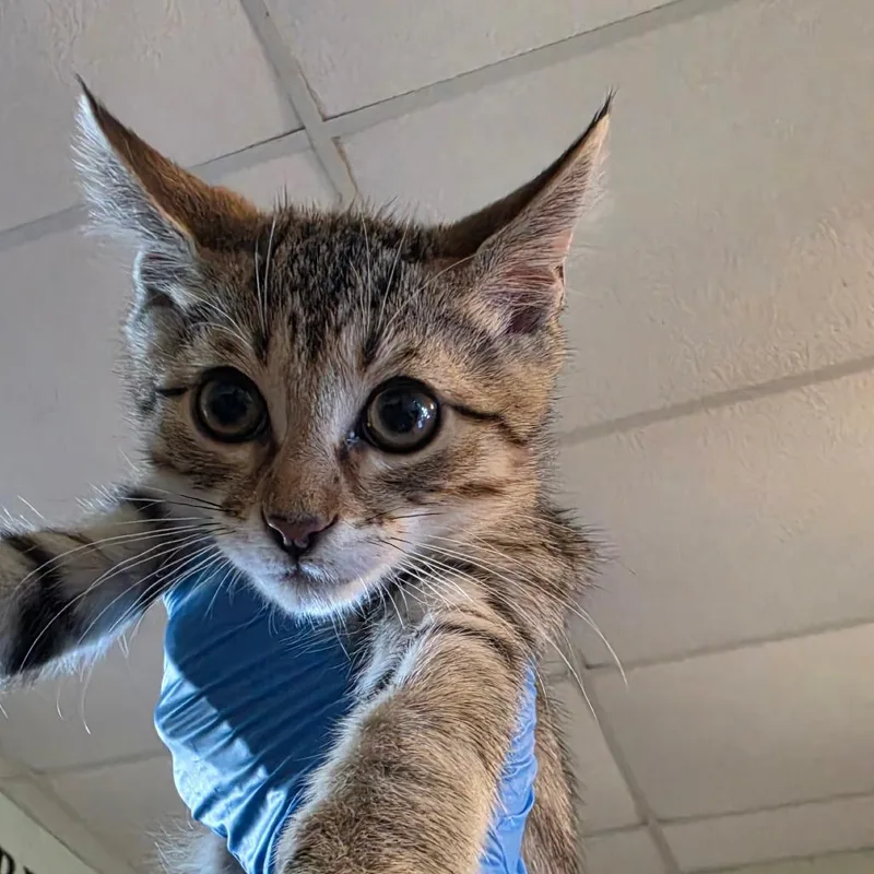A baby small-sized male Brown / Chocolate Domestic Short Hair cat named Stop Sign for adoption in Troy, IL