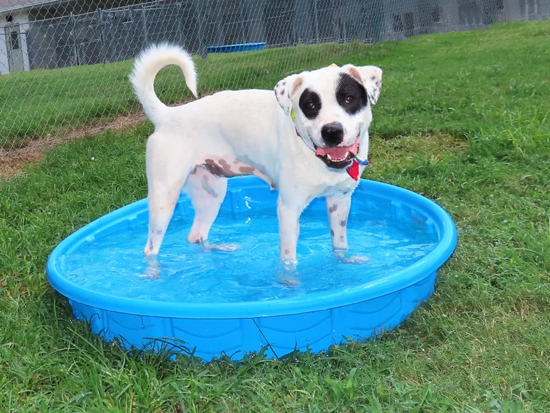 Black Eyed Susan  thumbnail 2