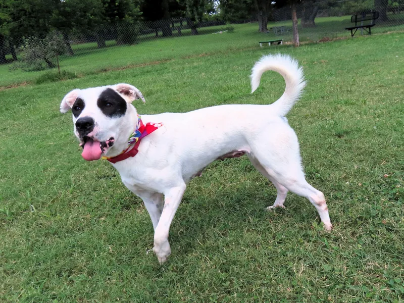 Black Eyed Susan  thumbnail 3