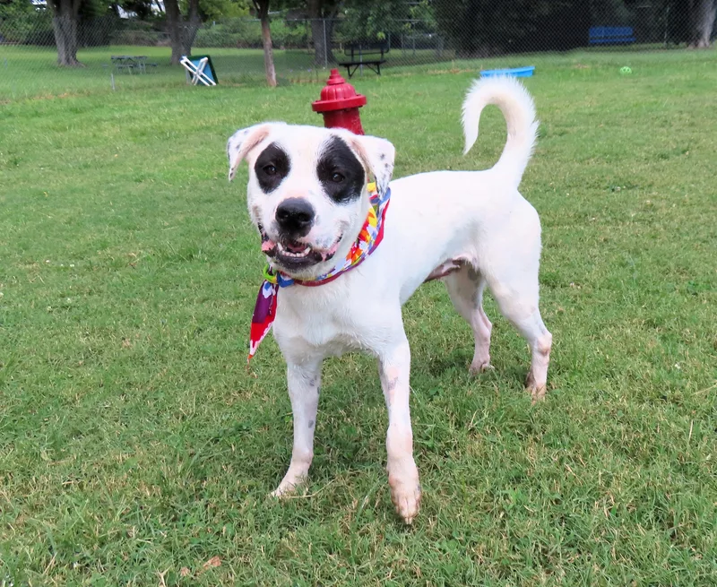 Black Eyed Susan  thumbnail 5