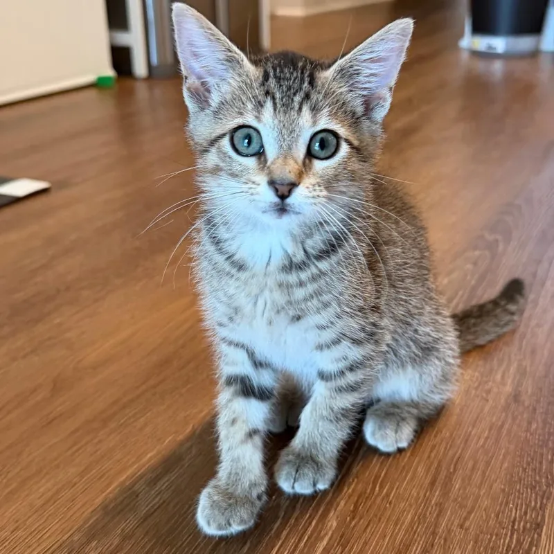 A baby small-sized female Brown / Chocolate Domestic Short Hair cat named Suds for adoption in Falls Church, VA